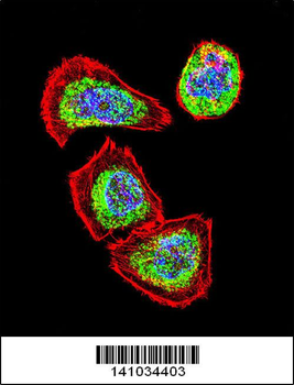 Vimentin Antibody