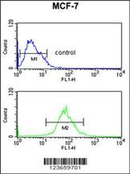 AIM2 Antibody (N-term)