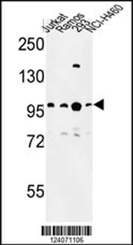 BCL11A Antibody (C-term)