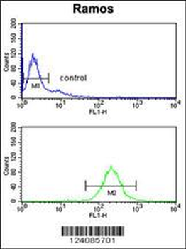 NUCKS1 Antibody (N-term)