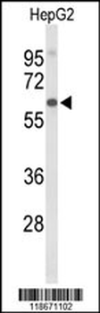AFM Antibody (N-term)