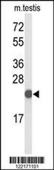 CXXC4 Antibody (C-term)