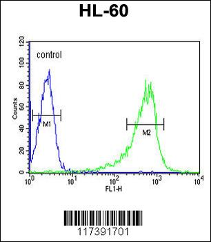 PLCB1 Antibody (C-term)