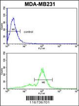 VGFR1 Antibody
