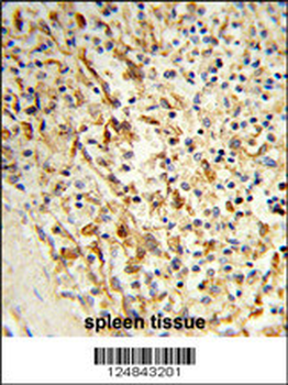 PCAT1 Antibody (C-term)