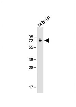 MOUSE VGLU2 Antibody (C-term)