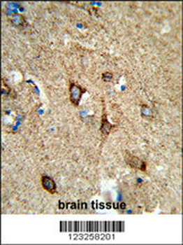 COX5A Antibody (Center)