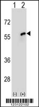 CDC20 Antibody (N-term)