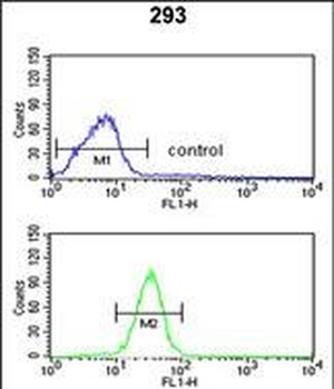 GCLM Antibody (C-term)