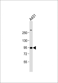 HSPCB Antibody (N-term)