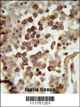 HSPCB Antibody (N-term)