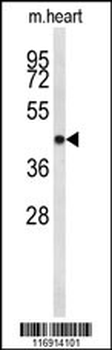 CDC2L6 Antibody (Center)