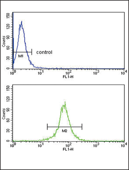 KIR2DL4 Antibody (C-term)