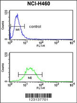CLGN Antibody (Center)