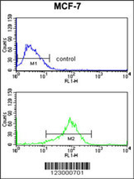 JIP1 Antibody (C-term)