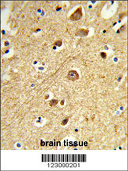 JIP1 Antibody (C-term)