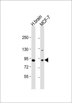 JIP1 Antibody (C-term)