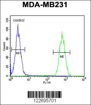 CLTA Antibody (Center)