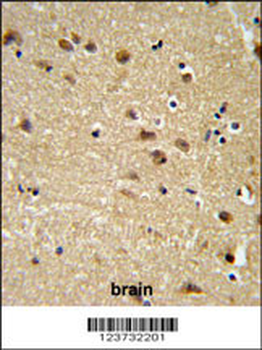 EDIL3 Antibody (Center)