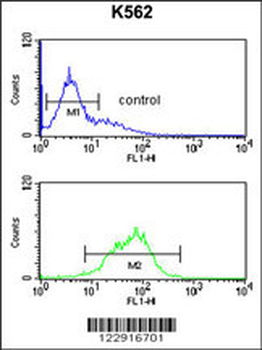 KIR2DL5B Antibody (Center)
