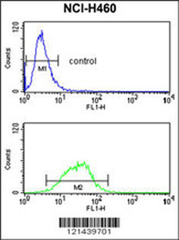MAG Antibody (Center)
