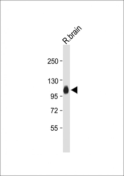 MAG Antibody (Center)