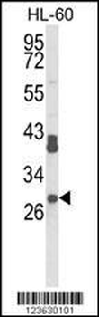 RPS8 Antibody (N-term)