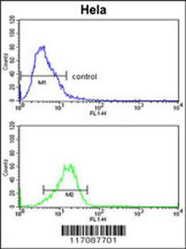CYP7B1 Antibody (Center)