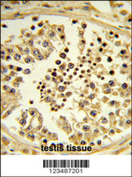 IPO11 Antibody (N-term)