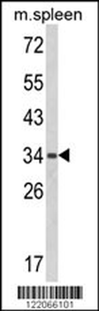 BAT4 Antibody (C-term)