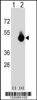 BAT4 Antibody (C-term)