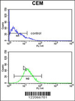BAT4 Antibody (C-term)