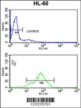TSPAN1 Antibody (Center)