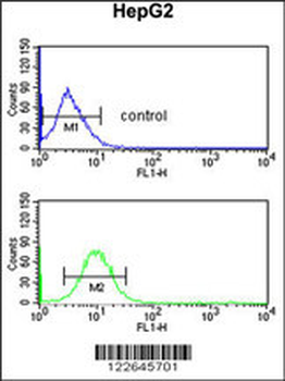 PECI Antibody (C-term)