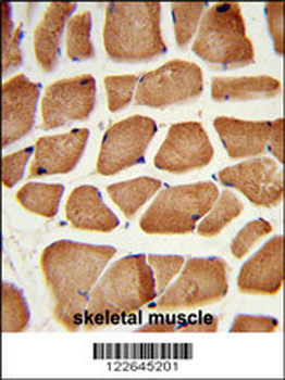 PECI Antibody (C-term)