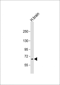 PRODH Antibody (Center)