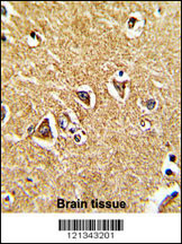 PRODH Antibody (Center)