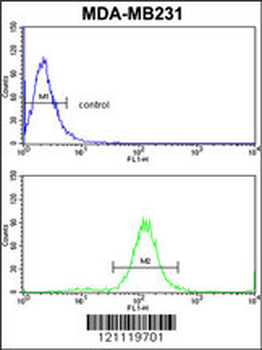 TSHB Antibody (Center)