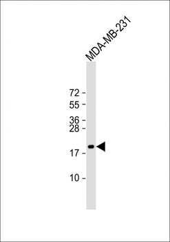 TSHB Antibody (Center)