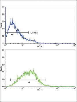 IL8 Antibody (C-term)
