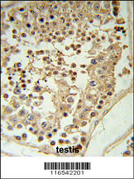 GAPDHS Antibody (Center)