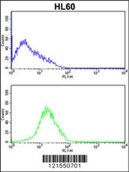 SERPINB7 Antibody (Center)