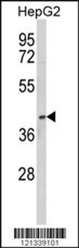 PON3 Antibody (N-term)