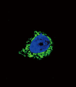 IGFBP2 Antibody (C-term)