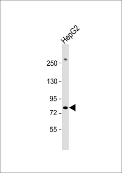 PIGR Antibody (C-term)