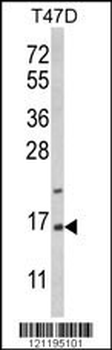 PEA-15 Antibody (C-term)