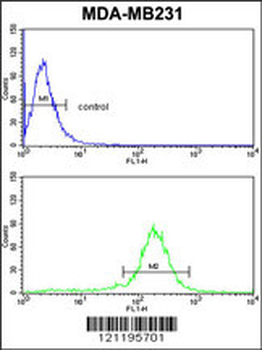 PEA-15 Antibody (C-term)