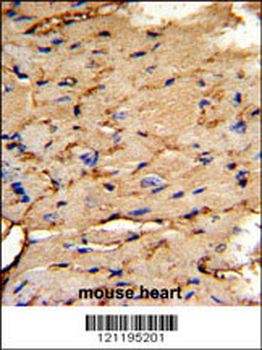 PEA-15 Antibody (C-term)