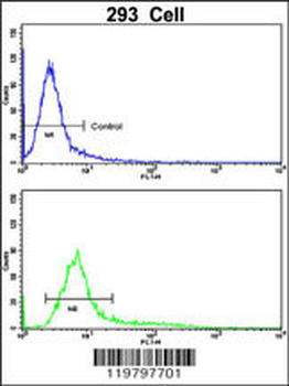 CKIP-1 Antibody (N-term)