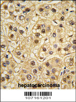 YWHAZ Antibody (T232)